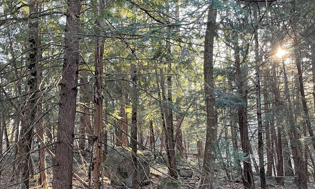 Georgian Bay Cottage | Forest and Feathers Retreat