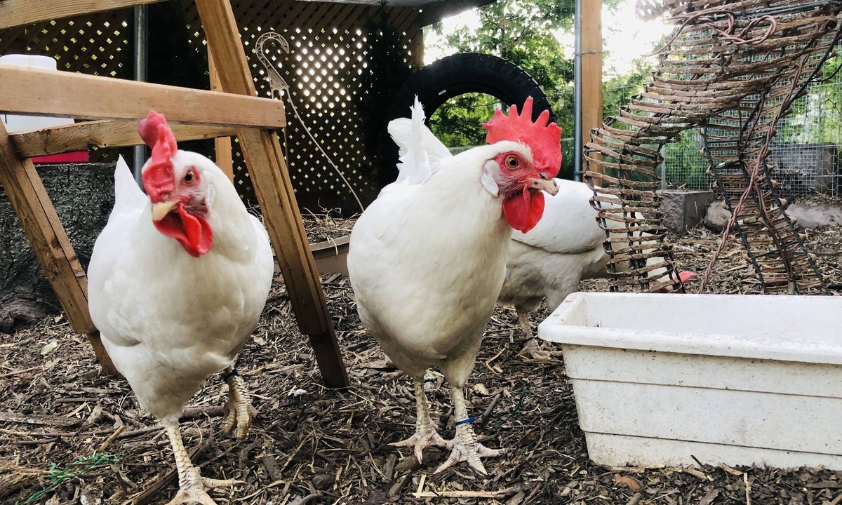 Port McNicoll Cottage | Kids Paradise! Chickens, Pool, Trampoline