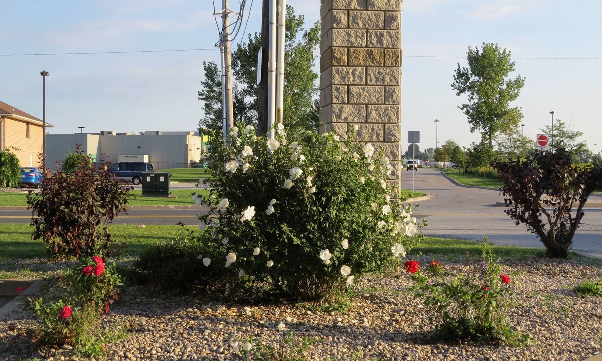 Windsor Hotel | Lexington Inn & Suites Windsor