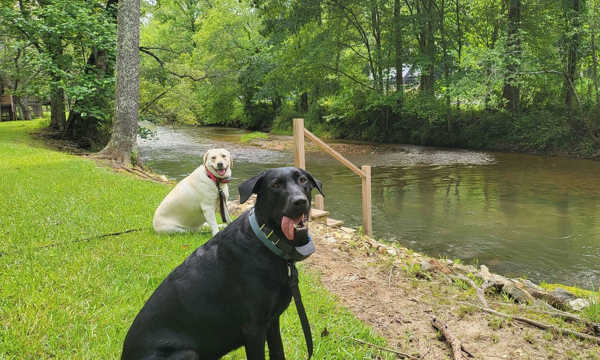 Suches Cabin | Toccoa Currents - Riverfront Dog Friendly Forest Cabin - Tails, Trails, & Trout
