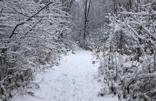 Frontenac Other | Cabin in the Forty Acre Wood