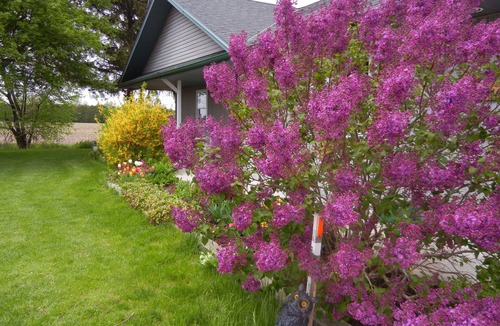 Leamington Cottage | Duck Pond Bed & Breakfast Cottage