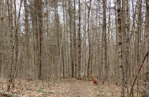 North Frontenac Cabin | Harlowe Hideaways Cabin in the woods
