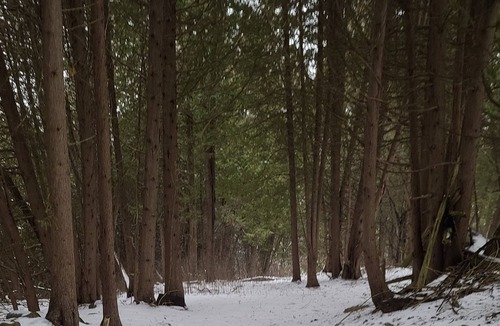 Brock Cabin | Scenic Solitude