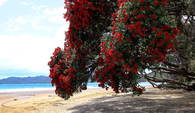 Beachfront Apartment - COOPERS BEACH