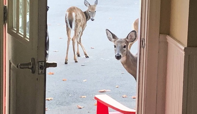 Deer Paradise in Quispamsis New Brunswick w/artist studio