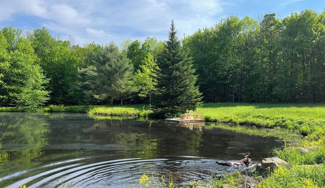 PRIVATE FOREST WITH PATHS AND POND ON THE DOORSTEP. YOUR DOG OFF-LEASH EVERYWHERE.