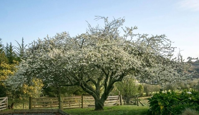 Quince Cottage, Mapua