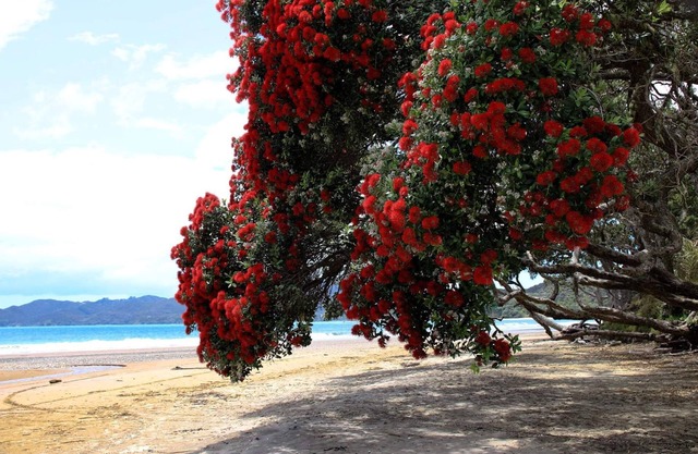 Coopers Beach 