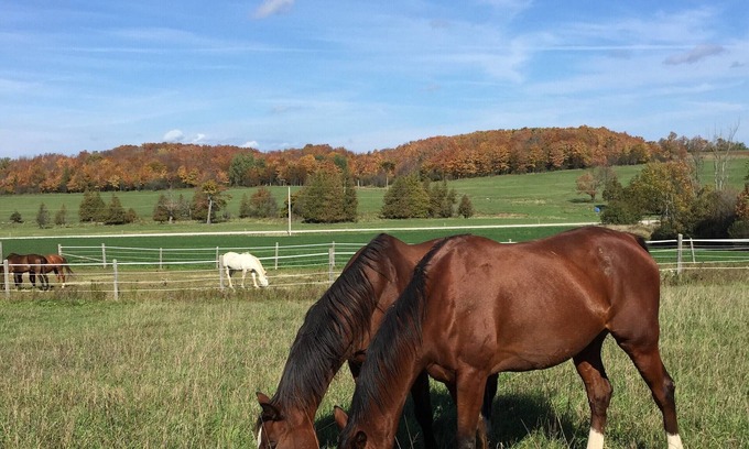 Meaford Apartment | 16 acre pet friendly one bedroom apartment on hobby horse farm.