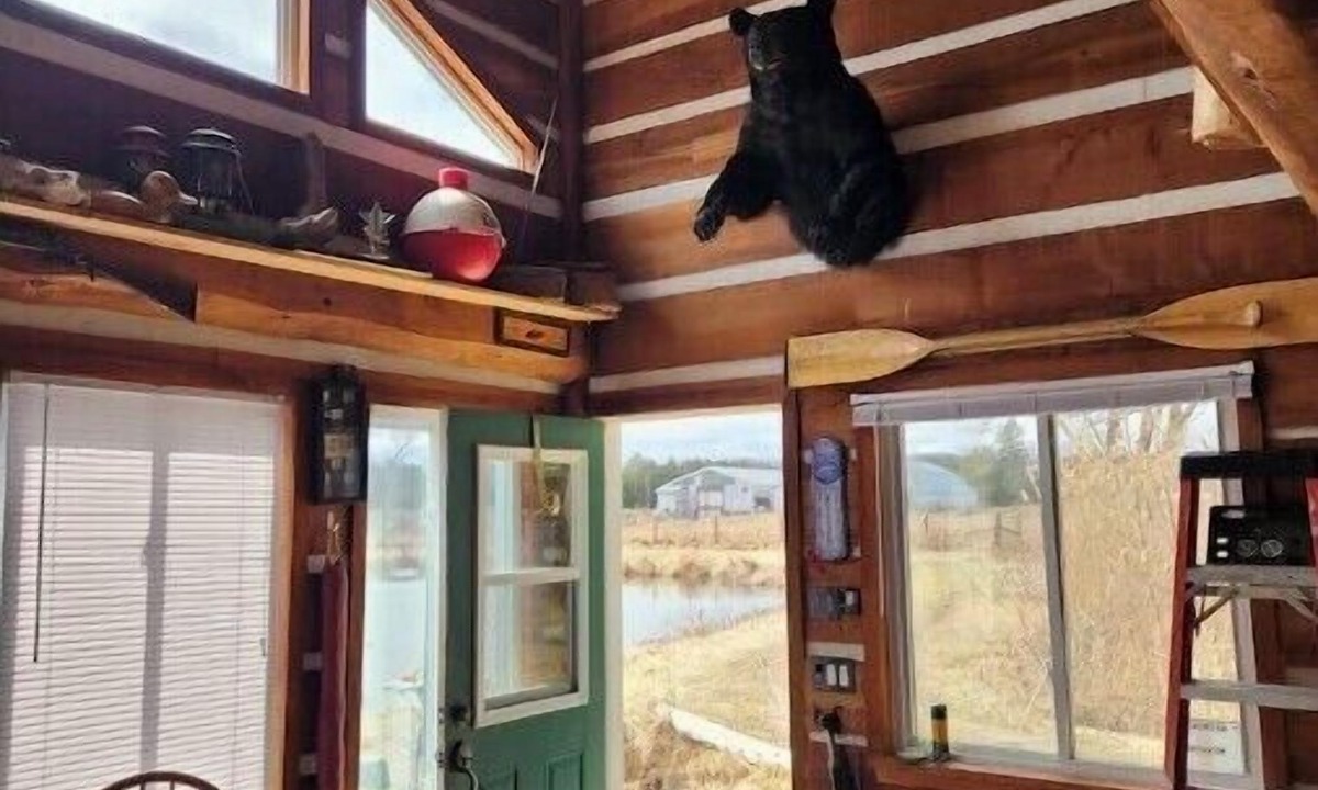 Clarington Cabin | The Dreamers Cabin at Dare2Dream Farm