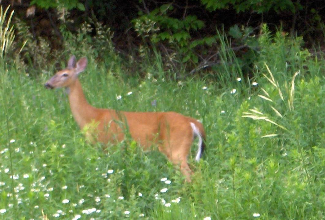 Photo of Others in North Kawartha