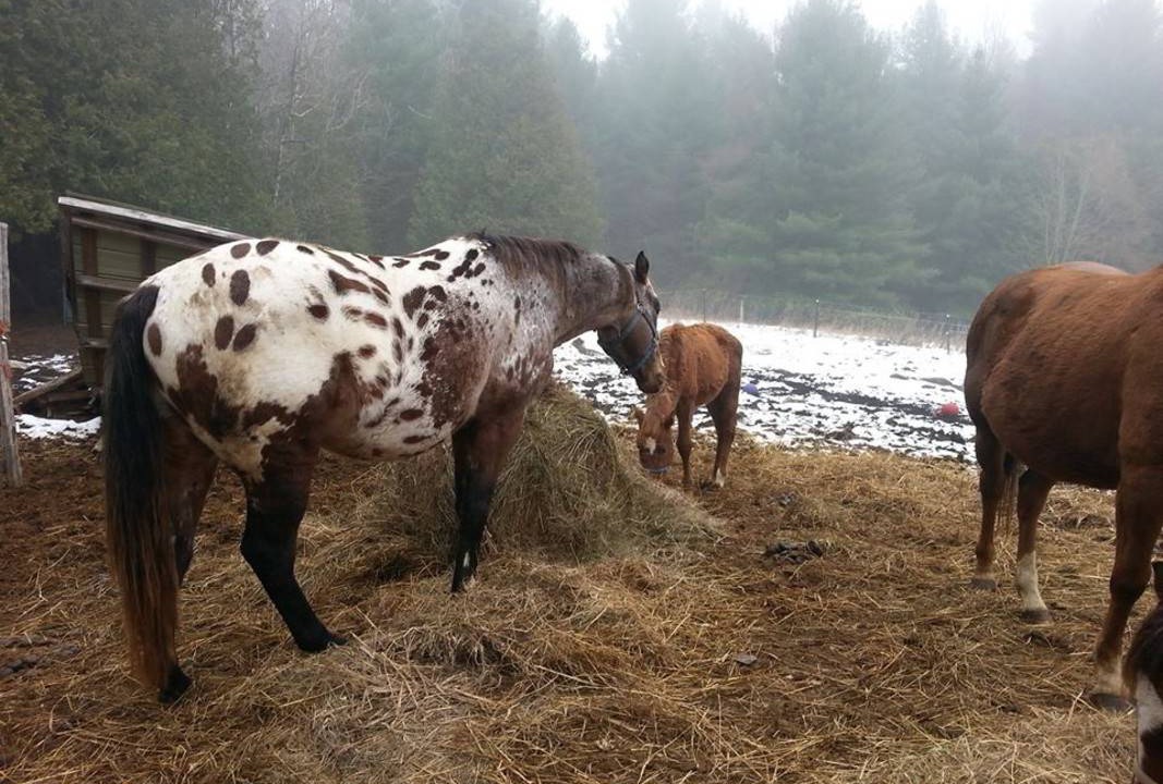 Photo of Others in Lanark Highlands