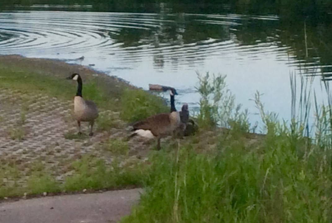 Photo of Others in Pickering