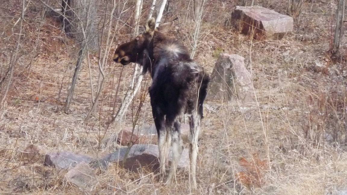Photo of Others in North Kawartha