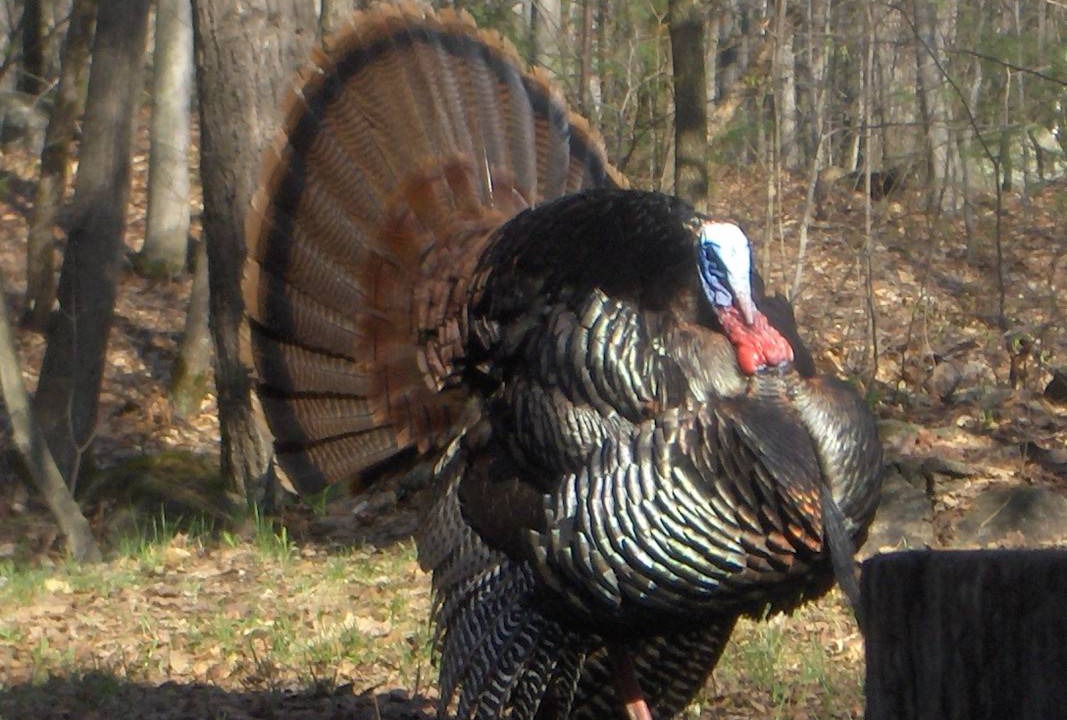 Photo of Others in North Kawartha
