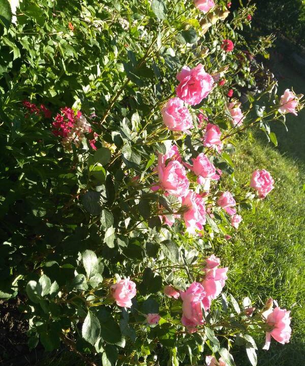 Photo of Outdoor in London