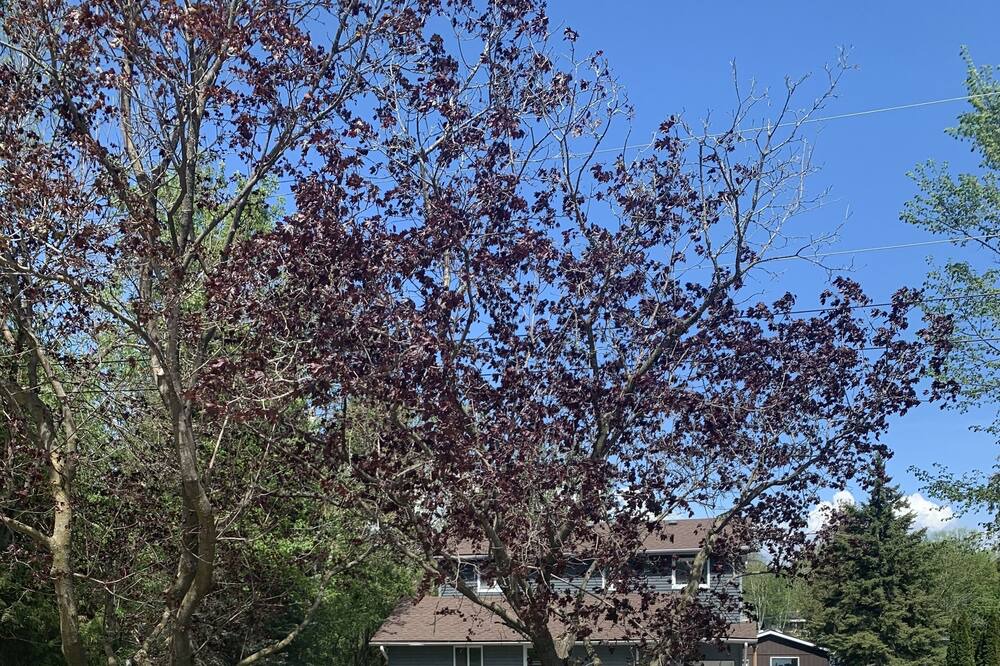 Photo of Outdoor in Kawartha Lakes
