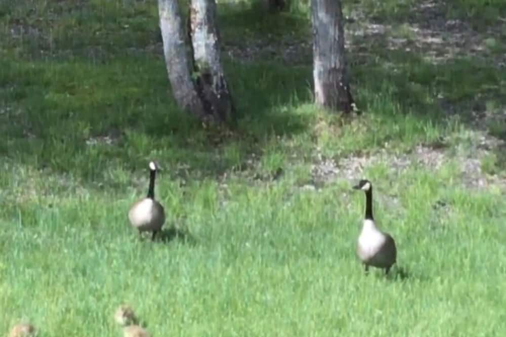 Photo of Others in Magnetawan