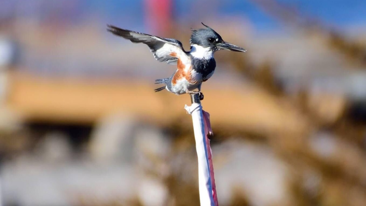 Photo of Others in Hastings