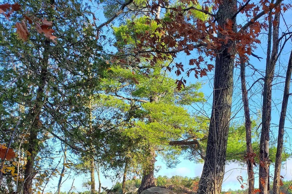 Photo of Outdoor in South Algonquin