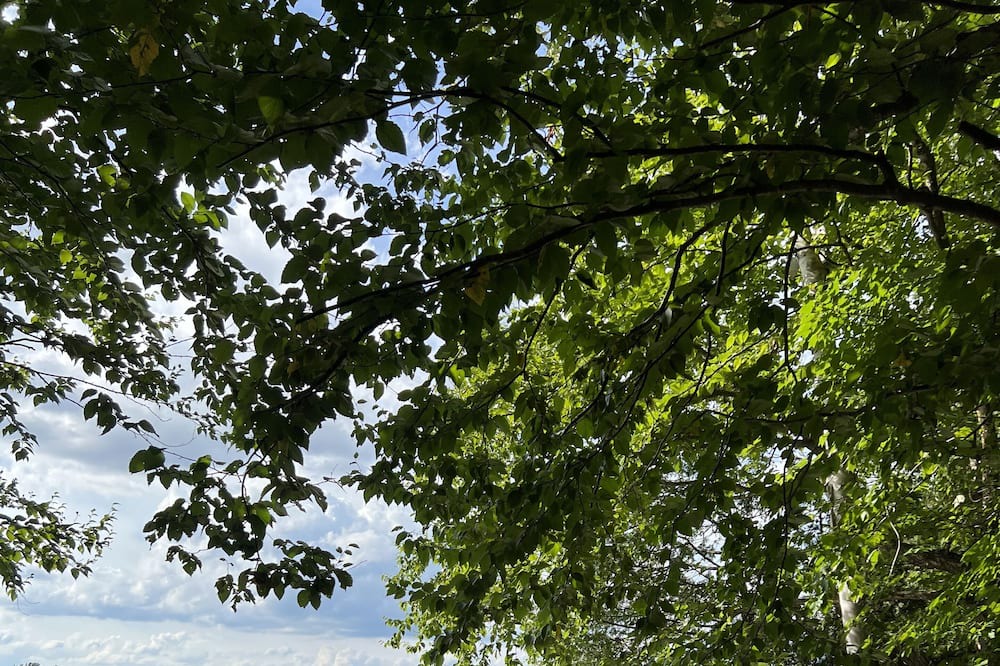 Photo of Outdoor in Novar