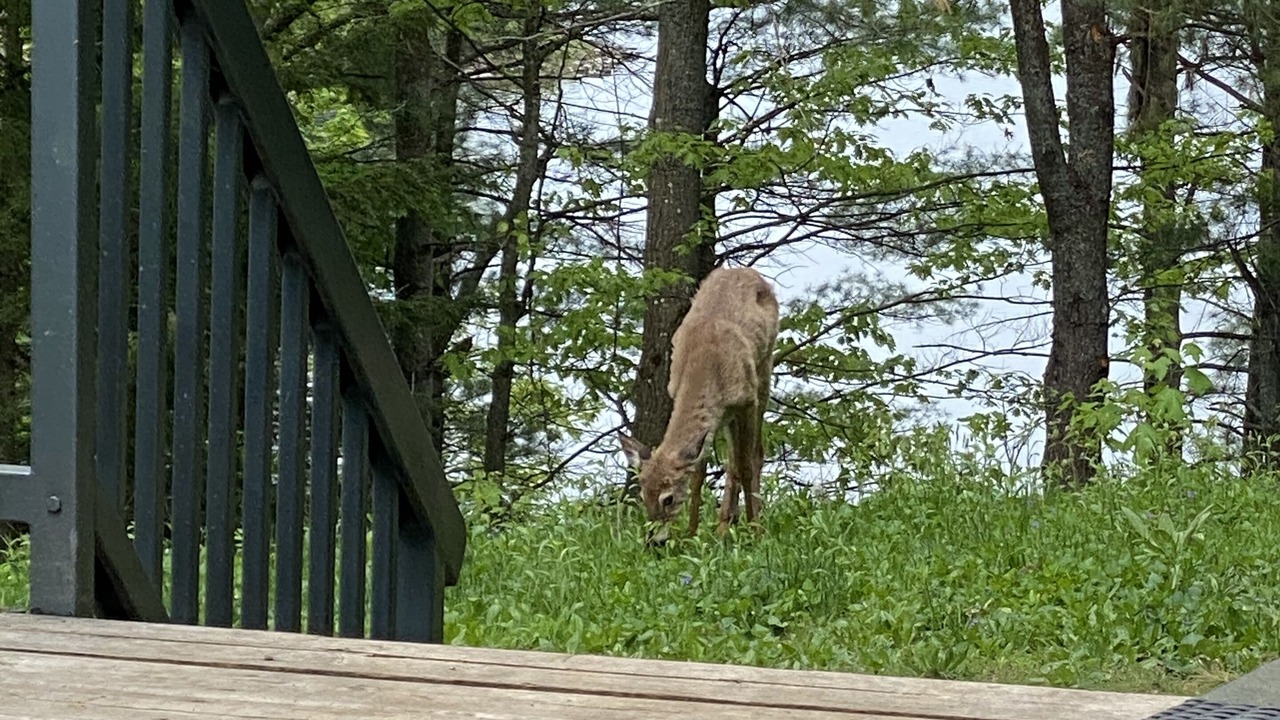 Photo of Outdoor in Muskoka Lakes