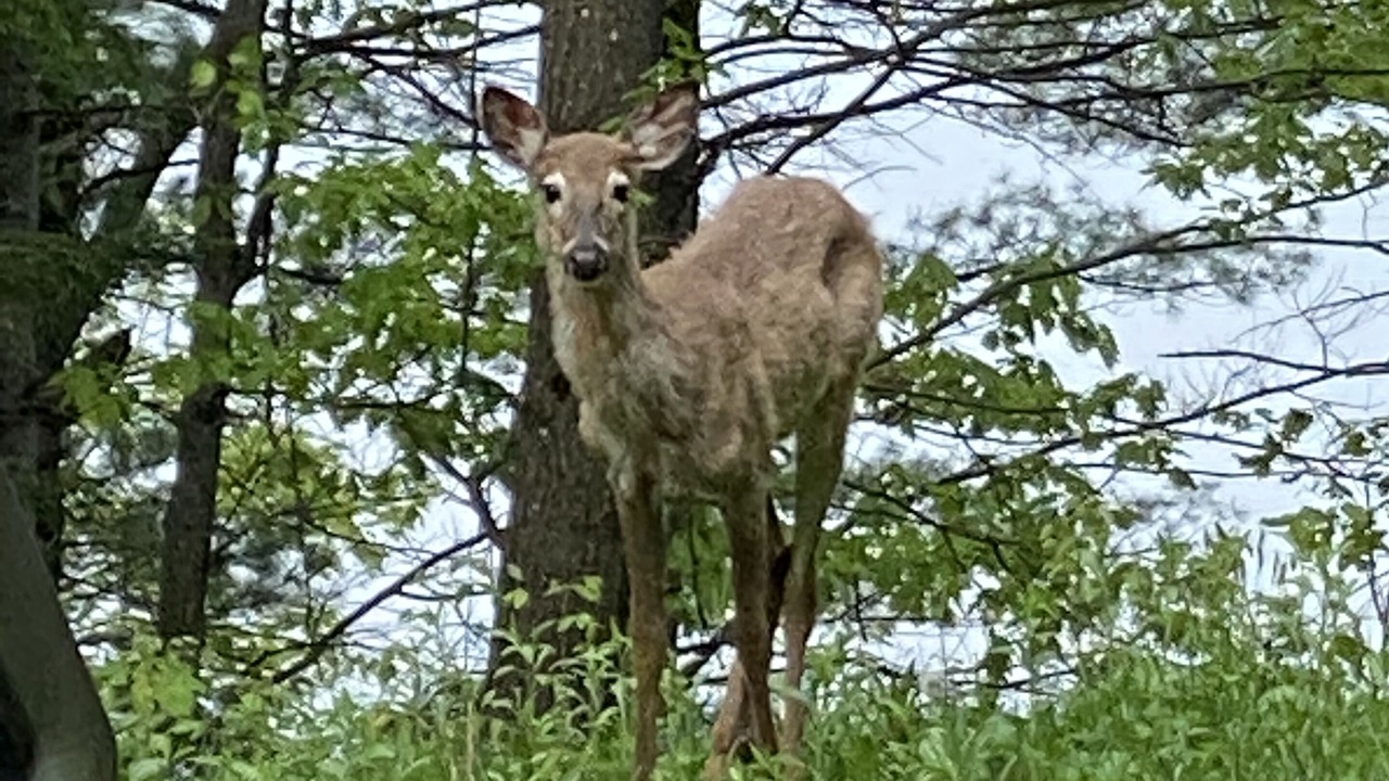 Photo of Others in Muskoka Lakes