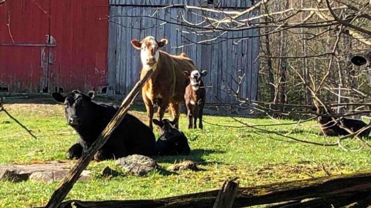 Photo of Others in North Kawartha