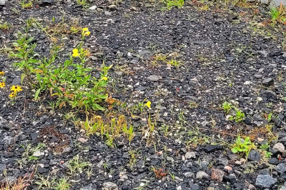 Photo of Outdoor in Pointe au Baril
