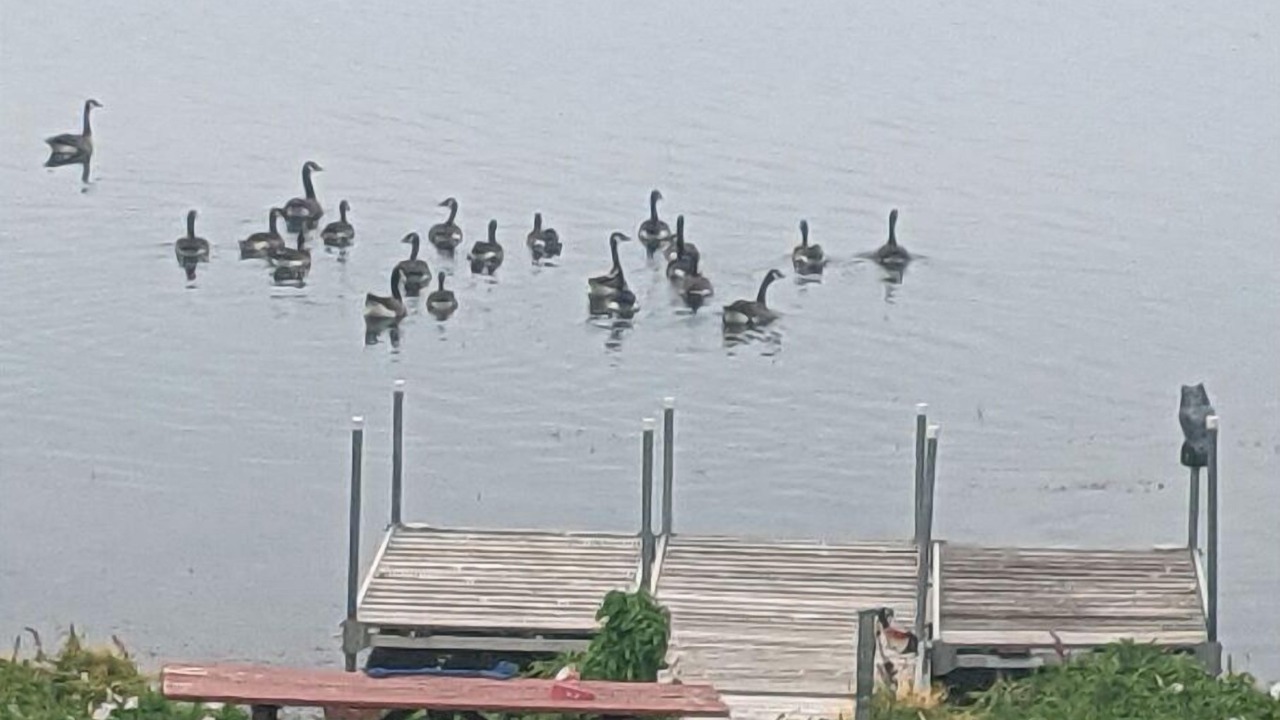 Photo of Others in Roseneath