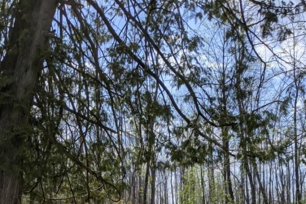 Photo of Outdoor in Hill City