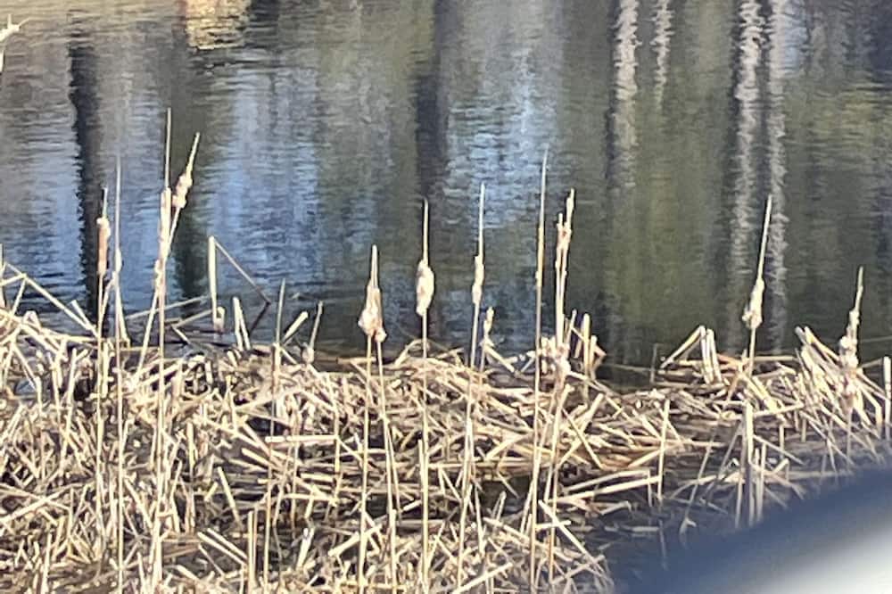 Photo of Others in International Falls