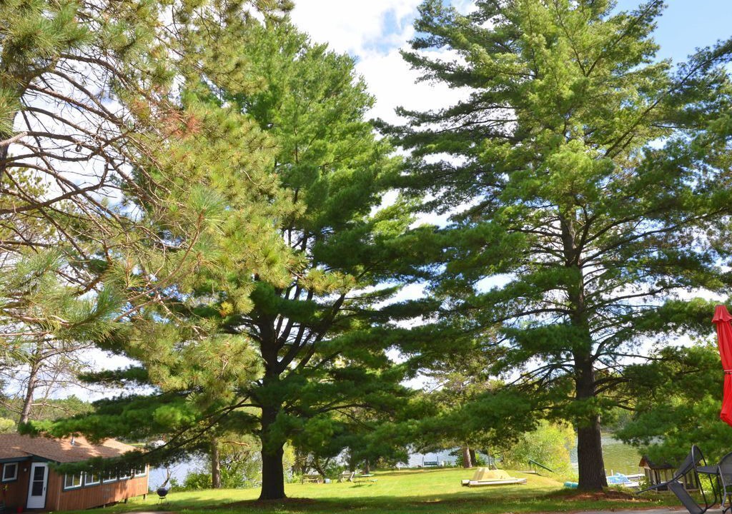 Photo of Outdoor in Park Rapids