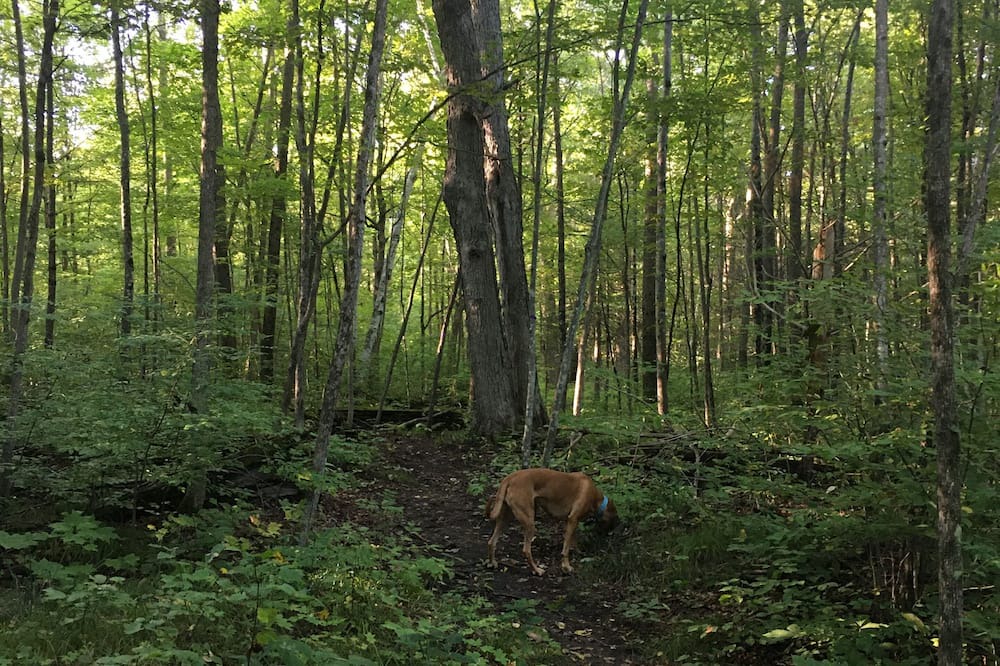 Photo of Outdoor in Centre Hastings