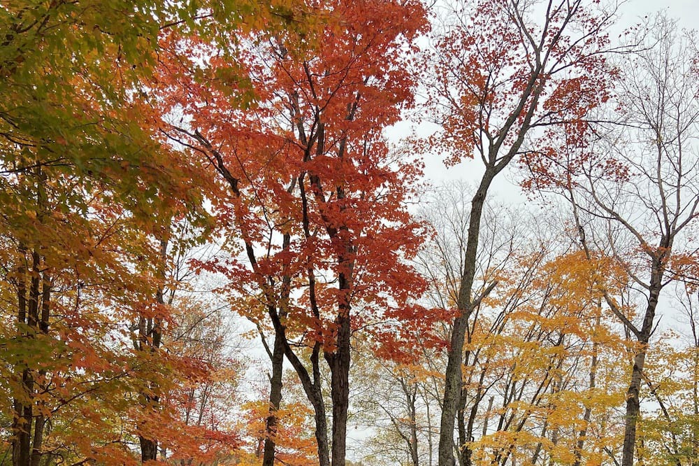 Photo of Outdoor in Wollaston