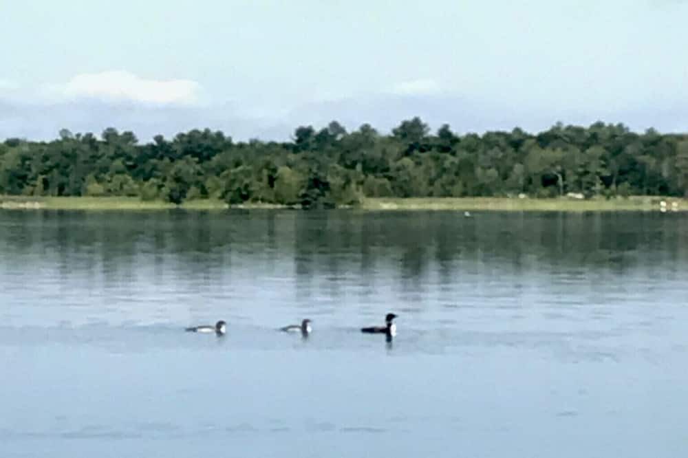Photo of Outdoor in Selwyn