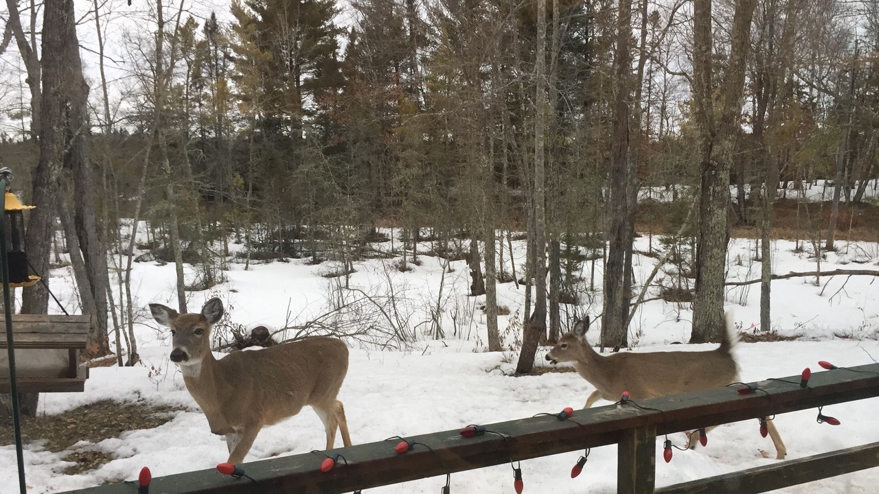 Photo of Outdoor in Crosslake