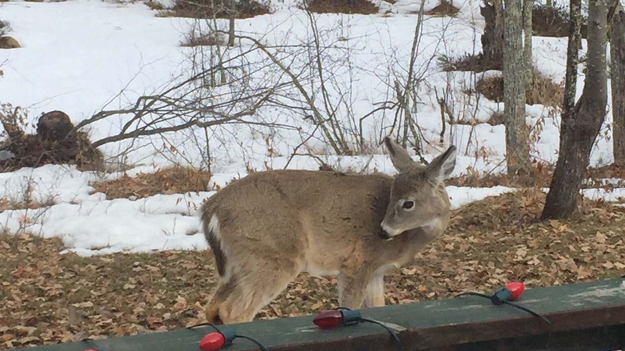 Photo of Outdoor in Crosslake