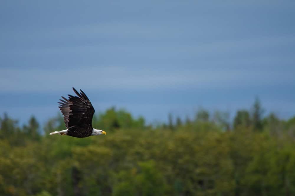 Photo of Outdoor in Moonbeam
