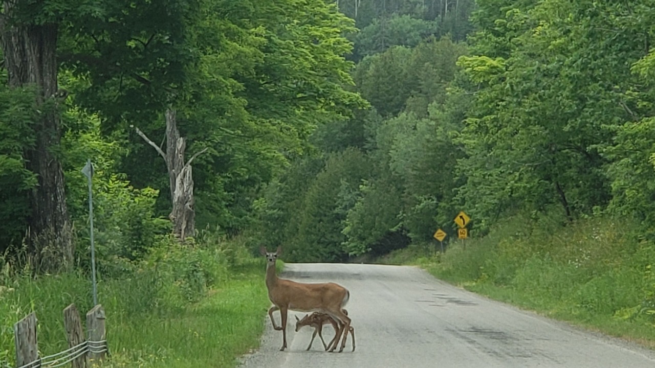 Photo of Outdoor in Manitoulin District