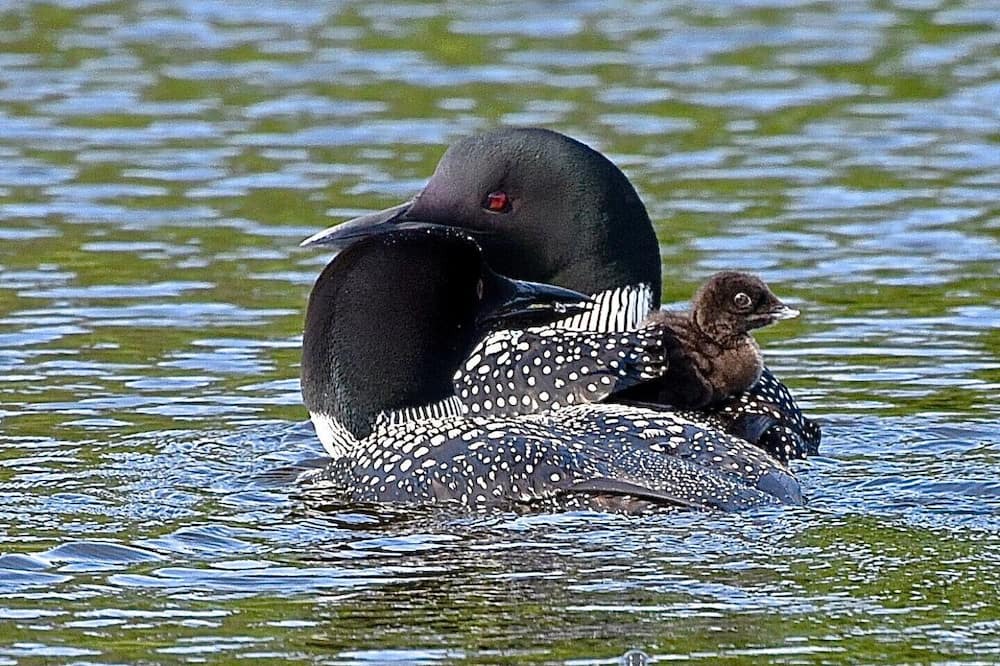 Photo of Outdoor in Squaw Lake