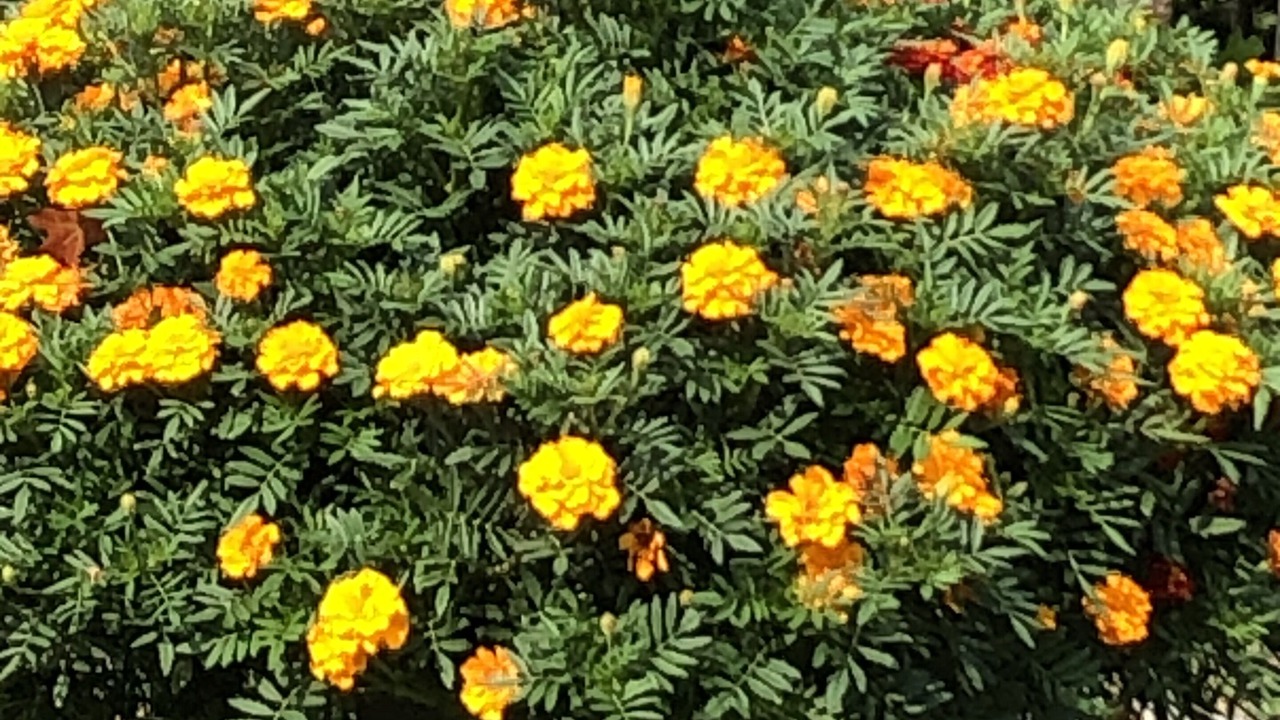 Photo of Outdoor in Jones Falls