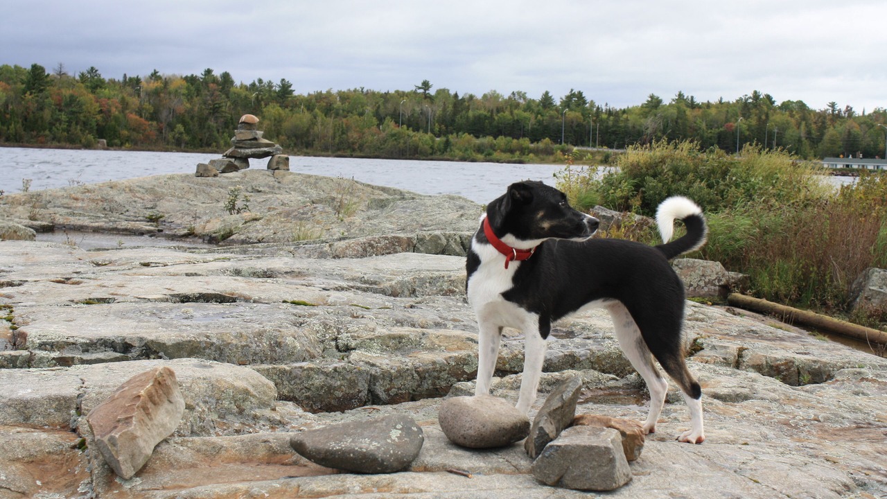 Photo of Others in Algoma District