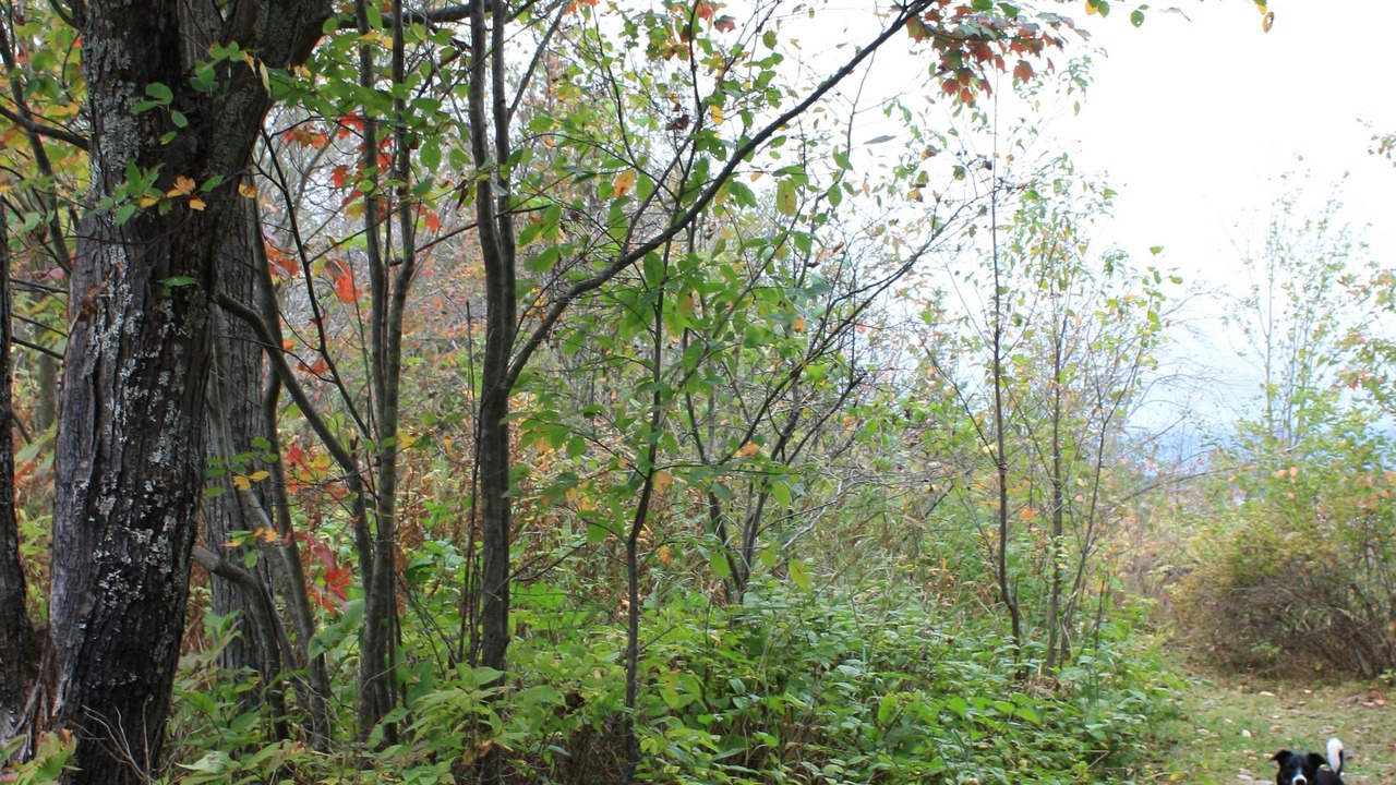 Photo of Others in Algoma District