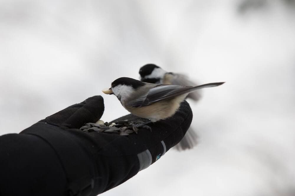 Photo of Others in Lake of Bays