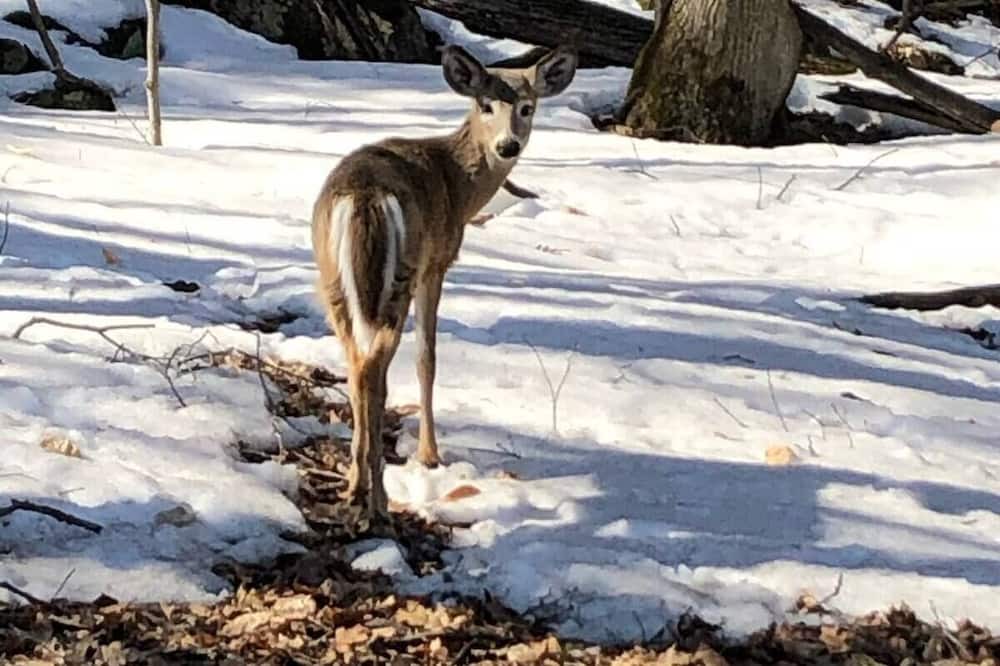Photo of Others in Lake of Bays