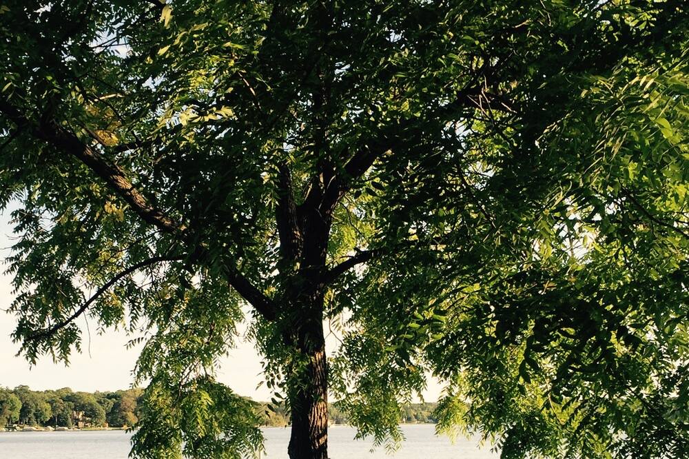 Photo of Outdoor in Forest Lake
