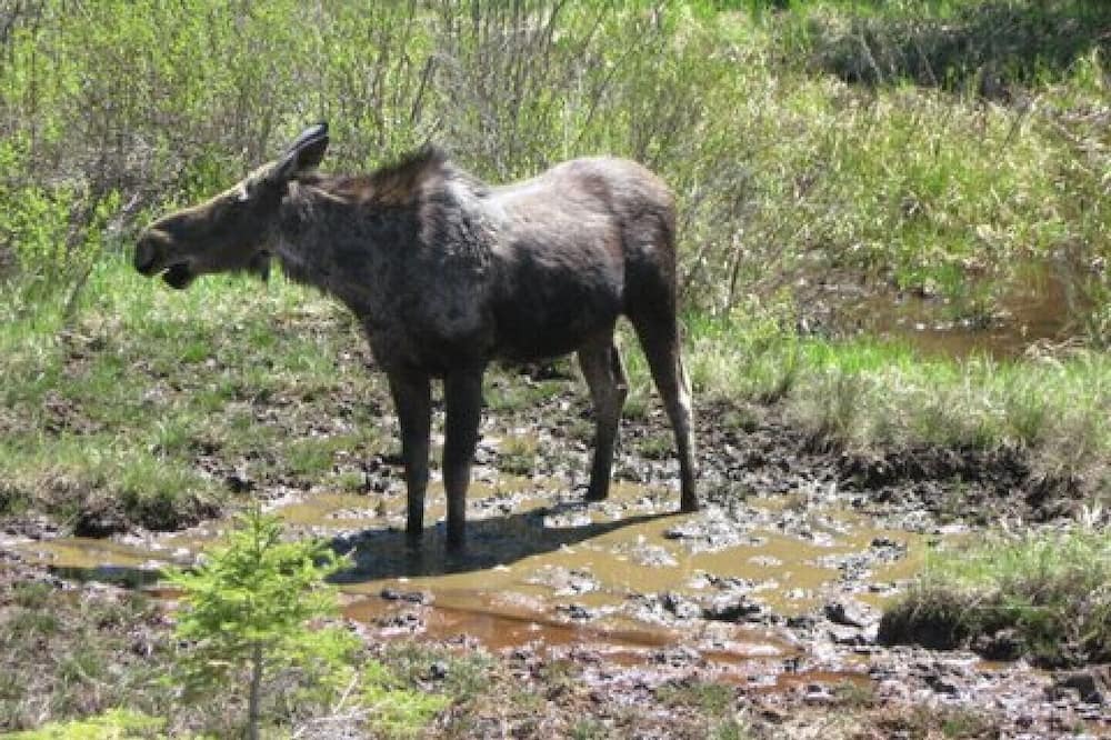 Photo of Others in Madawaska