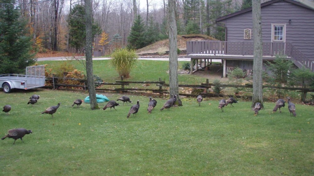 Photo of Outdoor in Sauble Beach
